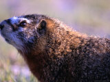 Yellow-Bellied Marmot in the Upper Geyser Basin, Yellowstone National Park, Wyoming, USA Photographie par Lawrence Worcester