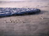 Trumpeter Swans on Madison River, Wyoming, USA Photographie par Stephen Saks