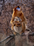 Golden Monkey (Presbytis Geei) Mother and Baby in a Wildlife Reserve Near Beijing, Beijing, China Photographic Print by Keren Su