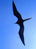 Magnificent Frigatebirds in Flight at Puerto Egas, Isla San Salvador, Galapagos, Ecuador, Photographic Print by Richard I'Anson