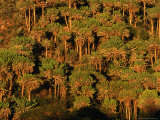 Forest of Cactus Trees (Euphorbia Sp) Covering Southern Slopes, Lake Naivasha, Kenya Photographic Print by Anders Blomqvist