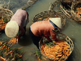 Women Washing Carrots in River Water Da Lat, Lam Dong, Vietnam Photographic Print by Glenn Beanland