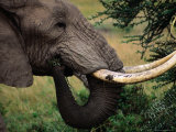 A Bull Elephant (Loxodonta Africana), Matusadona National Park, Mashonaland West, Zimbabwe Photographie par Mitch Reardon