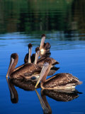 Brown Pelican (Pelecanus Occidentalis), Costa Rica Photographic Print by Alfredo Maiquez