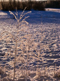 Winter Landscape, Finland Photographic Print by Wayne Walton