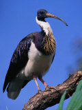 Straw-Necked Ibis (Threskiornis Spenicollts), Australia Photographic Print by Mitch Reardon