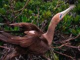 Flightless Cormorant at Rest, Galapagos, Ecuador Photographic Print by Ralph Lee Hopkins