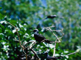 A Noddy Tern (Sterna) on Musgrove Island on the Great Barrier Reef, Queensland, Australia Photographic Print by Lee Foster