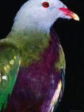 Wompoo Fruit Dove (Ptilinopus Magnificus), Iron Range National Park, Queensland, Australia Photographic Print by Mitch Reardon
