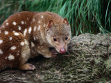 Spotted-Tailed Quoll (Dasyurops Maculatus), Cradle Mountain-Lake St. Clair NP, Tasmania, Australia Photographic Print by Mitch Reardon