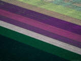 Flower Farm at Imperial Valley, California, USA Photographie par Jim Wark