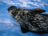 Weddell Seal (Leptonychotes Weddellii), Mawson, Antarctica Photographic Print by Chester Jonathan