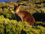 Western Grey Kangaroo Flinders Chase National Park, Kangaroo Island, Australia Photographie par Barnett Ross