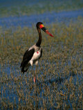 Saddle-Billed Stork Standing Amongst Reeds in Lake, Lake Ziway, Ethiopia Photographie par Frances Linzee Gordon