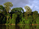 Native Forest of Sandakan Bay, Sandakan, Sabah, Malaysia Photographic Print by Jane Sweeney