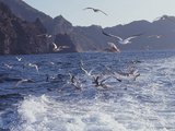 Seagulls Diving for Fish in the Sea Photographie
