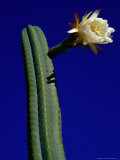 Flowering Cactus Plant,Ensenada, Mexico Photographic Print by Richard Cummins