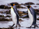 King Penguins (Aptenodytes Patagonicus) Walking, Falkland Islands Photographic Print by Chester Jonathan