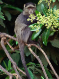 The Blue or Syke's Monkey (Cercopithecus Mitis), Ngorongoro Conservation Area, Arusha, Tanzania Photographic Print by Mitch Reardon