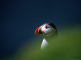 Puffin (Fratercula Artica), United Kingdom Photographic Print by David Tipling