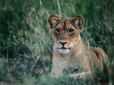 Lion Cub, Looking at Camera, Murchison Falls National Park, Uganda Photographie par Ariadne Van Zandbergen