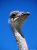 Ostrich (Struthio Camelus), USA Photographic Print by Mark Newman