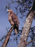 Tawny Eagle (Aquila Rapax) Perched in Tree, Masai Mara National Reserve, Rift Valley, Kenya Photographic Print by Mitch Reardon