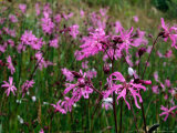 Ragged-Robin or Pink (Caryophyllaceae), High Altitude Herb, County Clare, Ireland Photographie par Gareth McCormack