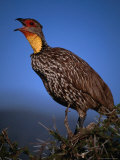 Yellow Necked Spurfowl (Francolinus Leucoscepus), Samburu National Reserve, Rift Valley, Kenya Photographic Print by Mitch Reardon