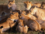 Thompson Gazelle Fawn Being Eaten by Lions, Masai Mara National Reserve, Rift Valley, Kenya Photographic Print by Mitch Reardon
