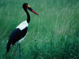 A Saddlebilled Stork (Ephippiorhynchus Senegalensis) Matabeleland North, Zimbabwe Photographie par Mitch Reardon