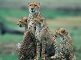 Cheetahs (Acinonyx Jubatus), Masai Mara National Reserve, Rift Valley, Kenya Photographic Print by Mark Newman