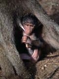Infant Olive Baboon (Papio Anubis) Suckling, Samburu National Reserve, Rift Valley, Kenya Photographie par Mitch Reardon