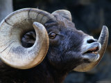 Rocky Mountain Bighron (Ovis Canadensis Canadensis), Colorado, USA Photographic Print by Mark Newman