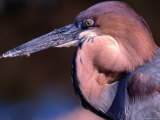 Goliath Heron (Ardea Goliath) at Lake Kariba, Mashonaland West, Zimbabwe Photographic Print by Mitch Reardon