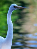 American Egret or Great Egret (Casmerodius Albus), Alaska, USA Photographic Print by Mark Newman