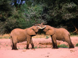 Young Elephants (Loxodonta Africana) Bulls Greeting, Samburu National Reserve, Rift Valley, Kenya Photographie par Mitch Reardon