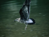 Young Black-Back Gull or Karoro (Larus Dominicanus), New Zealand Photographic Print by Jon Davison