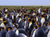King Penguins (Aptenodytes Patagonicus) Colony, Falkland Islands Photographic Print by Chester Jonathan