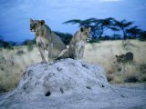 Pair of Female Lions (Panthera Leo) Sitting on Termite Hill, Eastern, Kenya Photographic Print by Mitch Reardon
