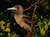 Red-Footed Booby on Tower Island (Genovesa), Ecuador Photographic Print by Tom Cockrem