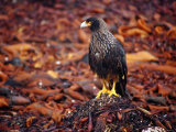 Striated Caracara (Phalcoboenus Australis) Sitting on Beach Kelp, Carcass Island, Falkland Islands Photographie par Tony Wheeler