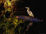 Cormorant (Phalacrocorax Carbo), Ireland Photographic Print by Gareth McCormack