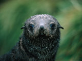 Antarctic Fur Seal (Arctocephalus Gazella), Antarctica Photographic Print by Chester Jonathan