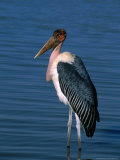 Marabou Stork (Leptoptilos Crumeniferus) Standing in Lake, Lake Ziway, Ethiopia Photographie par Frances Linzee Gordon