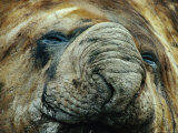 Southern Elephant Seal (Mirounga Leonina), Antarctica Photographic Print by Chester Jonathan