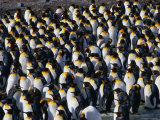 Colony of the King Penguin in St. Andrew's Bay, the Largest Penguin Colony in the World, Antarctica Photographie par Grant Dixon