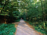 Couple Walking in Park, Amsterdam Bos, Amsterdam, Netherlands Photographie par Richard Nebesky