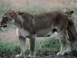 Lioness (Panthera Leo) with Cub on the Ndutu Plains, Ngorongoro Conservation Area, Tanzania Photographie par Dennis Jones