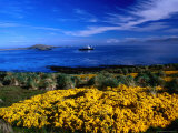 Flowering Gorse, Evergreen Shrub, with a Distant Antartic Cruise Ship Off-Shore, Falkland Islands Photographie par Grant Dixon